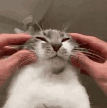 cope cat gif